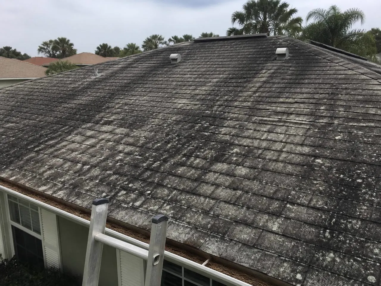 Asphalt shingle roof covered in heavy black algae streaks and lichen